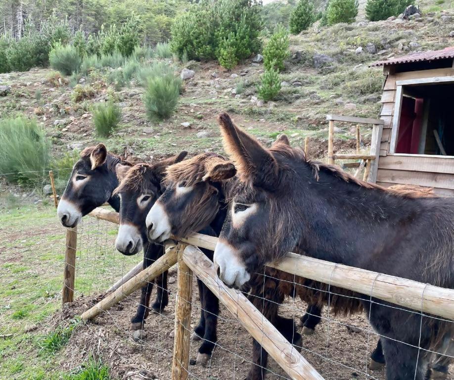 ホテル Mountain Eco Shelter 2 フンシャル エクステリア 写真